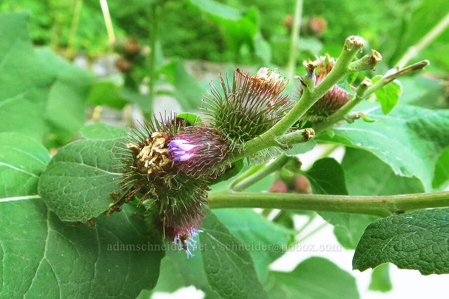 burdock (Arctium minus) [Wahkeena Trail, Mt. Hood National Forest, Multnomah County, Oregon]