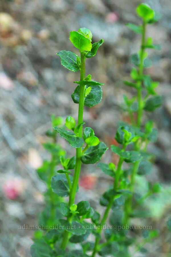 coyote brush (?) (Baccharis pilularis) [Wahkeena Trail, Mt. Hood National Forest, Multnomah County, Oregon]