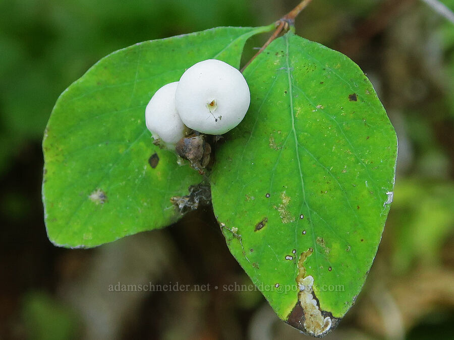 snowberries (Symphoricarpos albus) [Wahkeena Trail, Mt. Hood National Forest, Multnomah County, Oregon]