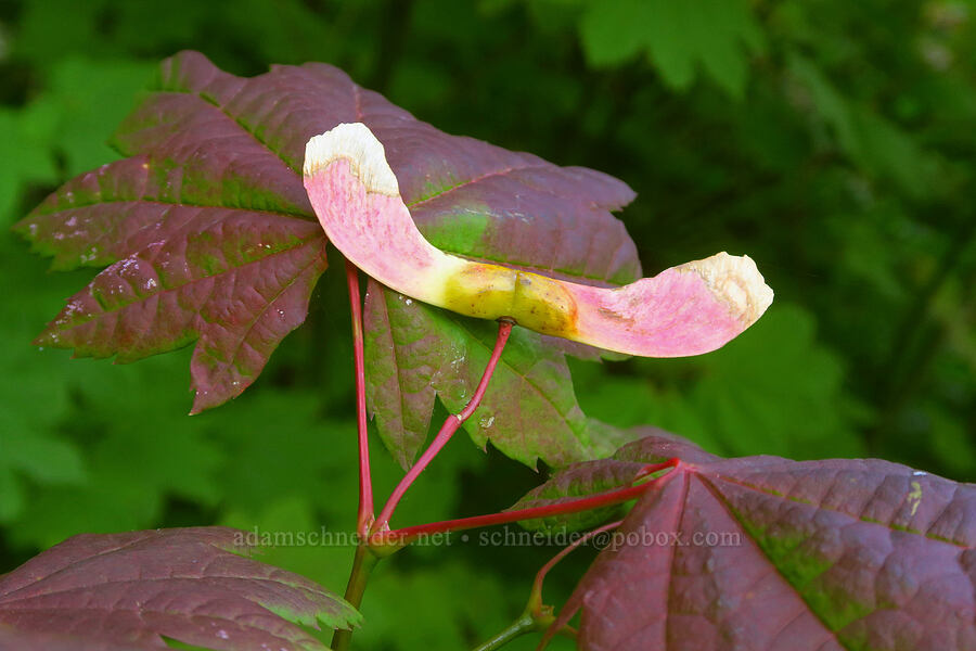 vine maple seeds (Acer circinatum) [Wahkeena Trail, Mt. Hood National Forest, Multnomah County, Oregon]
