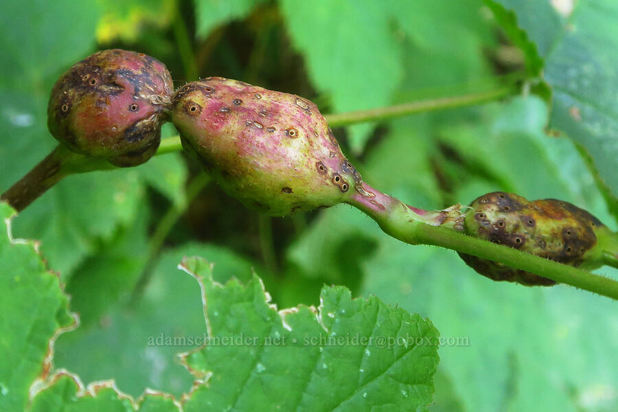 wasp gall on a thimbleberry stem (Diastrophus kincaidii, Rubus parviflorus (Rubus nutkanus)) [Wahkeena Trail, Mt. Hood National Forest, Multnomah County, Oregon]