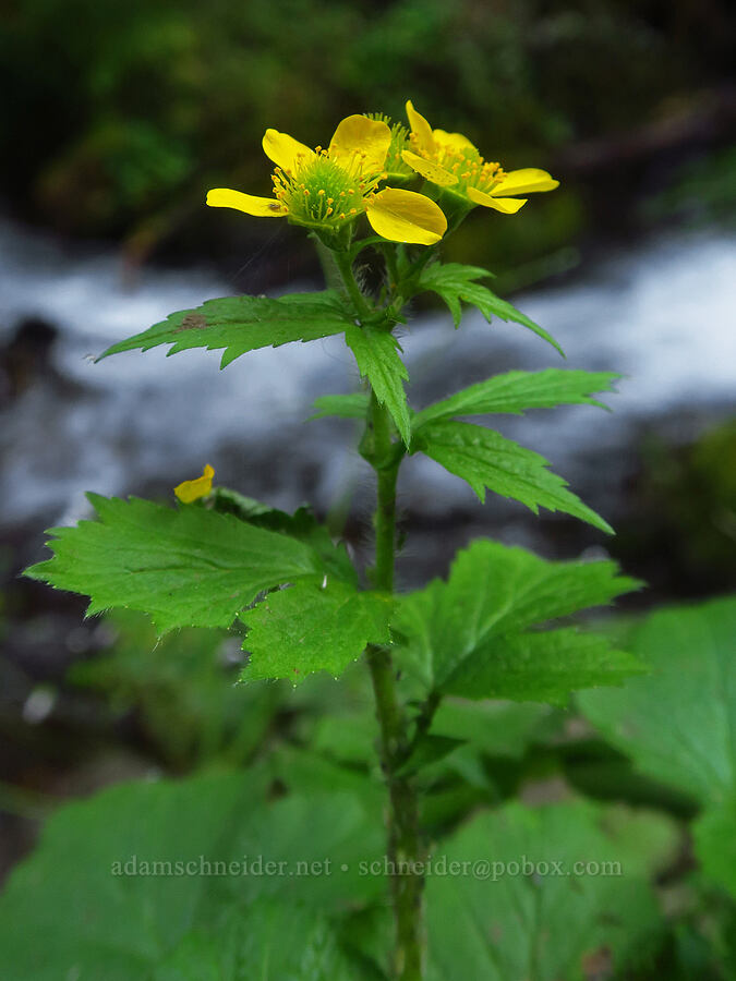 large-leaf avens (Geum macrophyllum) [Wahkeena Trail, Mt. Hood National Forest, Multnomah County, Oregon]