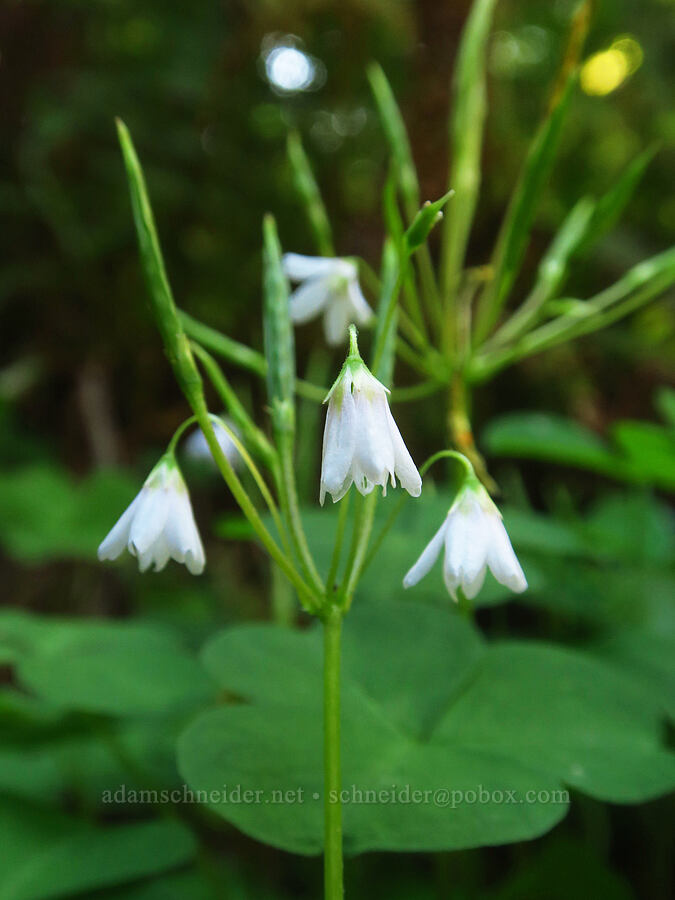 trillium-leaf wood-sorrel (Oxalis trilliifolia) [Wahkeena Trail, Mt. Hood National Forest, Multnomah County, Oregon]