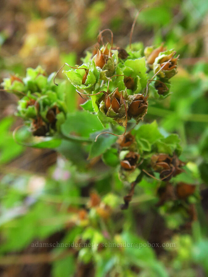 Cascade penstemon, gone to seed (Penstemon serrulatus) [Wahkeena Trail, Mt. Hood National Forest, Multnomah County, Oregon]