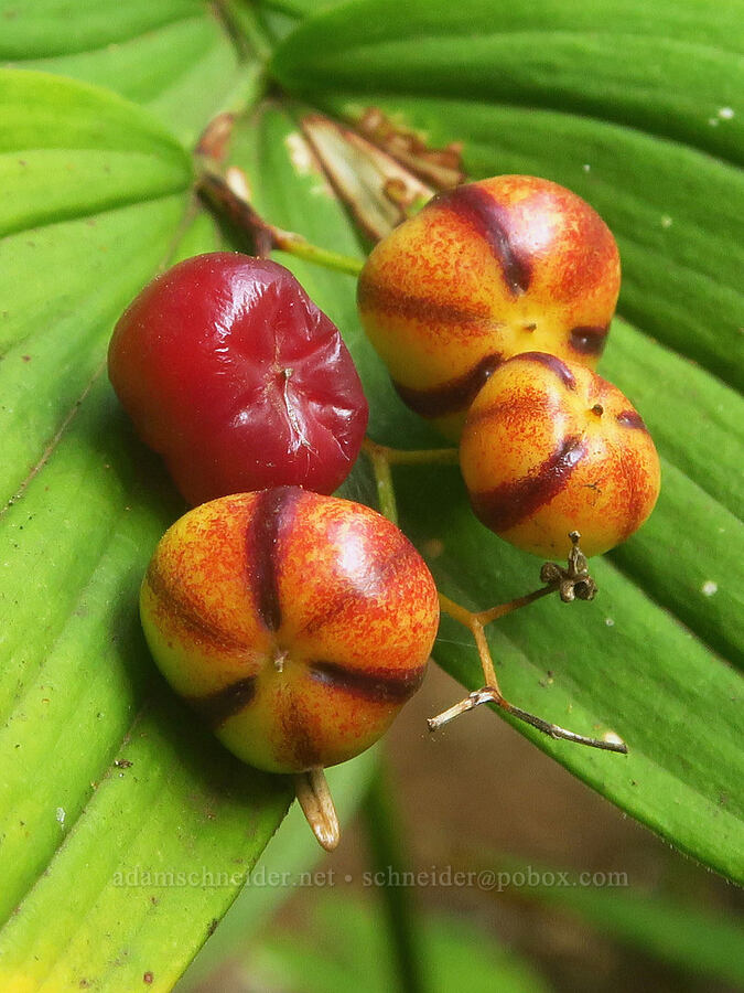 starry false Solomon's-seal berries (Maianthemum stellatum (Smilacina stellata)) [Wahkeena Trail, Mt. Hood National Forest, Multnomah County, Oregon]