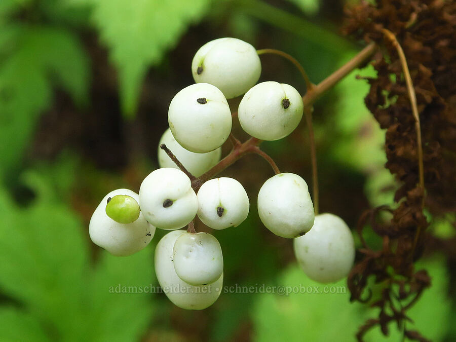 white baneberries (Actaea rubra f. neglecta) [Wahkeena Trail, Mt. Hood National Forest, Multnomah County, Oregon]