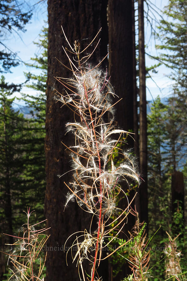 fireweed seeds (Chamerion angustifolium (Chamaenerion angustifolium) (Epilobium angustifolium)) [Wahkeena Trail, Mt. Hood National Forest, Multnomah County, Oregon]