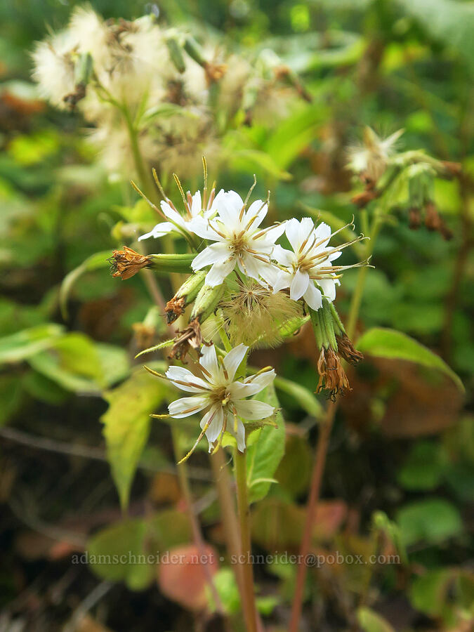 western rattlesnake-root (Prenanthes alata (Nabalus alatus)) [Wahkeena Trail, Mt. Hood National Forest, Multnomah County, Oregon]