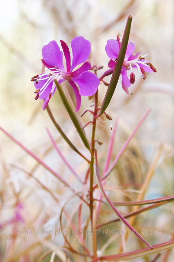 fireweed flowers & seeds (Chamerion angustifolium (Chamaenerion angustifolium) (Epilobium angustifolium)) [Wahkeena Trail, Mt. Hood National Forest, Multnomah County, Oregon]