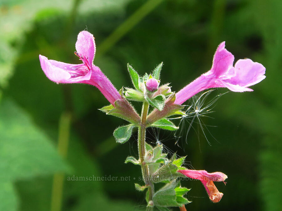 coastal hedge nettle (Stachys cooleyae (Stachys chamissonis var. cooleyae)) [Wahkeena Trail, Mt. Hood National Forest, Multnomah County, Oregon]