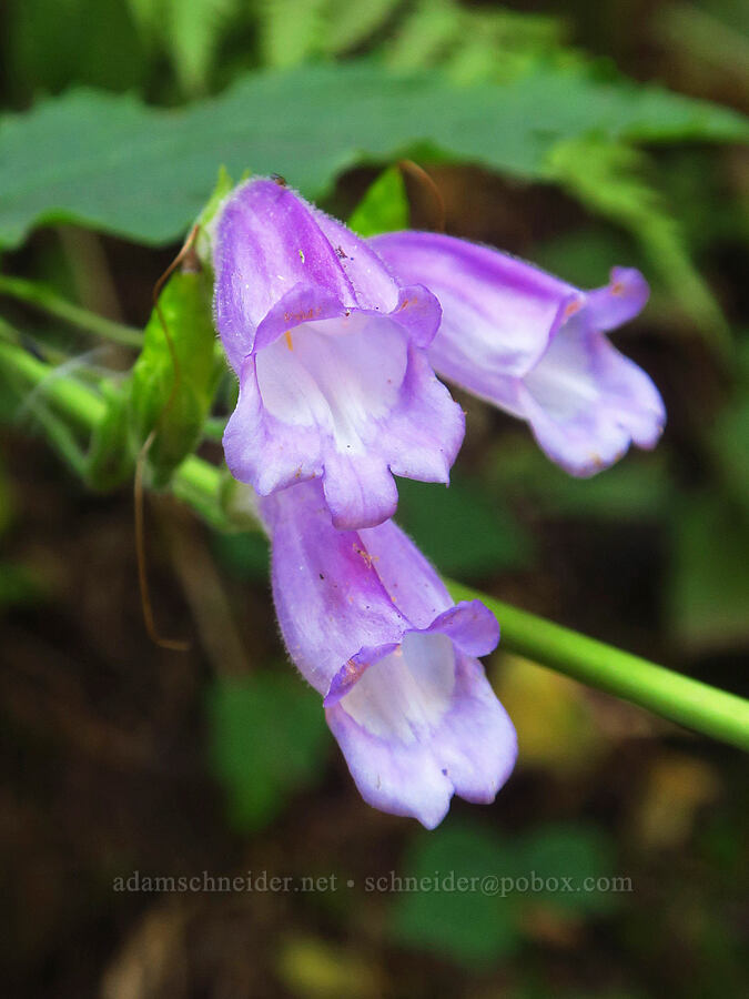 turtle-head (woodland penstemon) (Nothochelone nemorosa) [Larch Mountain Trail, Mt. Hood National Forest, Multnomah County, Oregon]