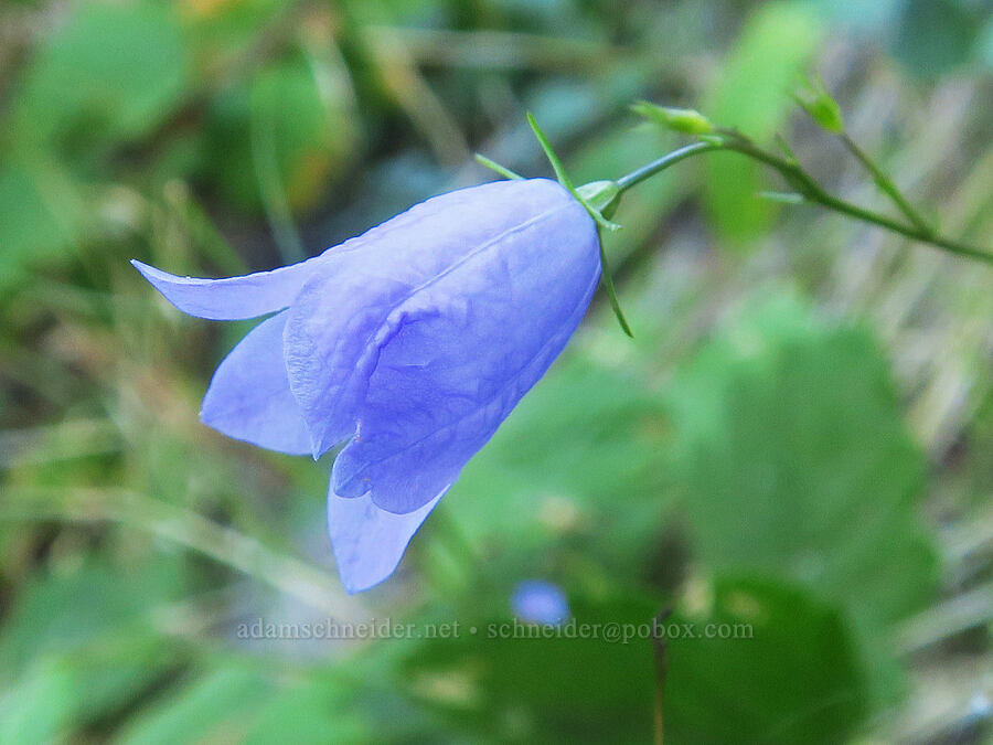 harebell (Campanula petiolata (Campanula rotundifolia)) [Multnomah Falls Trail, Mt. Hood National Forest, Multnomah County, Oregon]