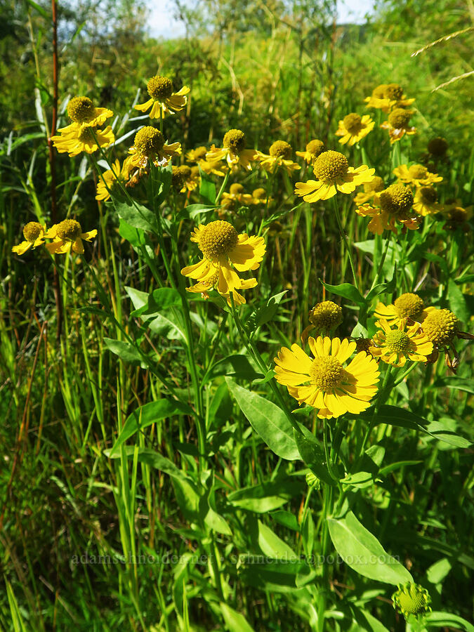 autumn sneezeweed (Helenium bigelovii) [Rooster Rock State Park, Multnomah County, Oregon]