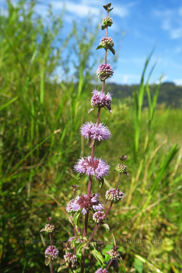 pennyroyal (Mentha pulegium) [Rooster Rock State Park, Multnomah County, Oregon]