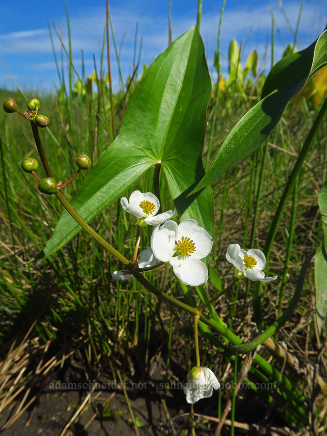 wapato flowers (Sagittaria latifolia) [Rooster Rock State Park, Multnomah County, Oregon]