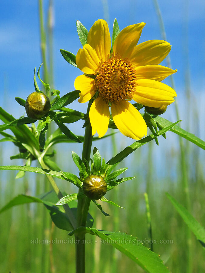 nodding beggar's-ticks (Bidens cernua) [Rooster Rock State Park, Multnomah County, Oregon]