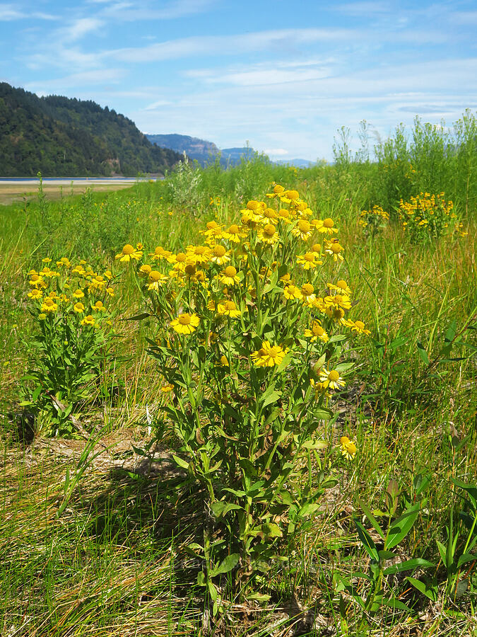 autumn sneezeweed (Helenium bigelovii) [Rooster Rock State Park, Multnomah County, Oregon]