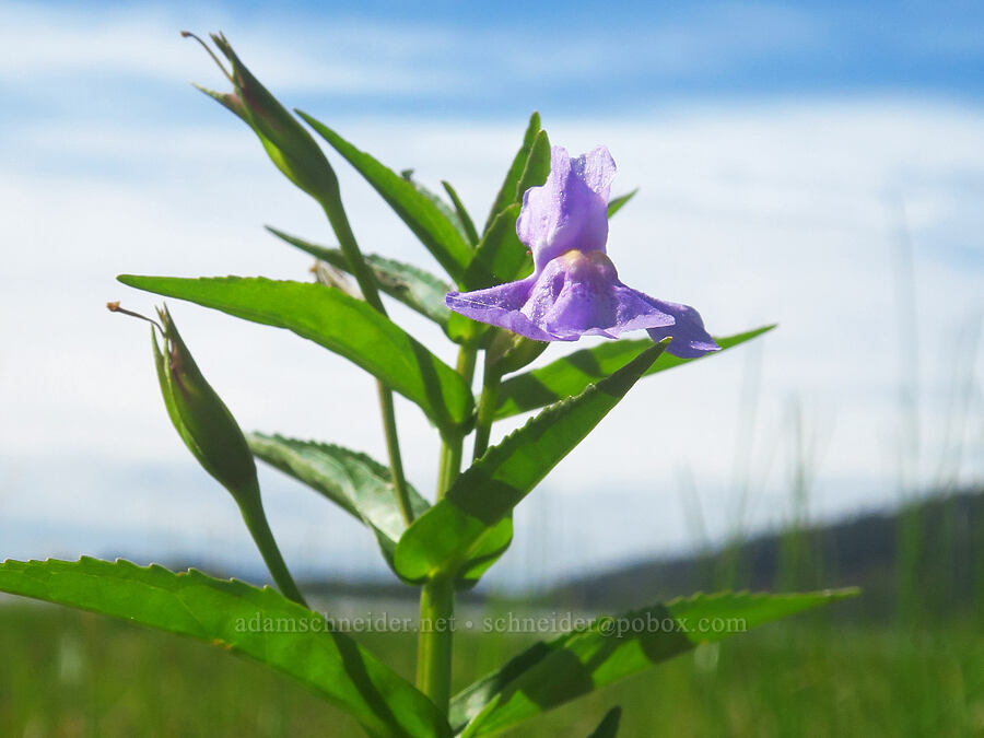 Allegheny monkeyflower (Mimulus ringens) [Rooster Rock State Park, Multnomah County, Oregon]