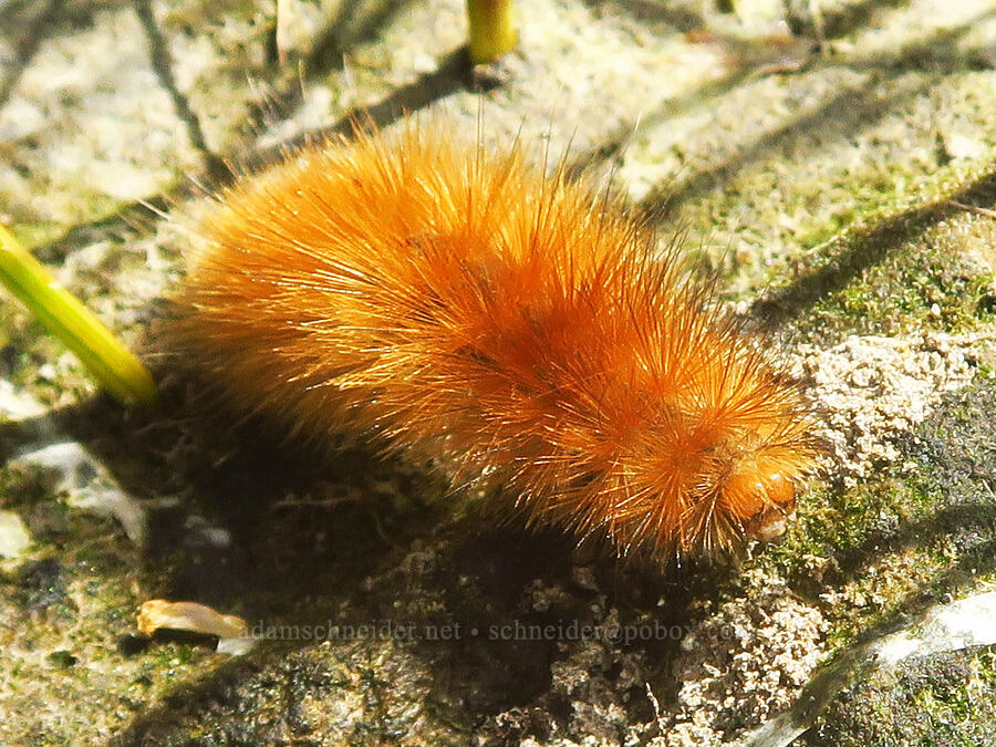 Virginia tiger moth caterpillar (Spilosoma virginica) [Rooster Rock State Park, Multnomah County, Oregon]