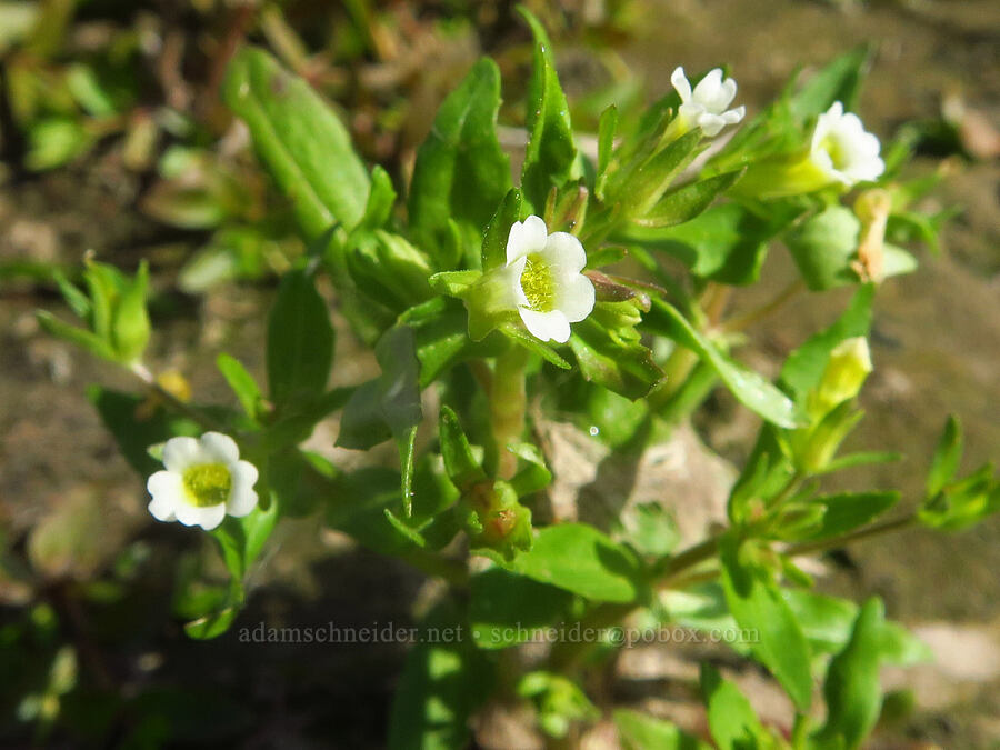 clammy hedge-hyssop (Gratiola neglecta) [Rooster Rock State Park, Multnomah County, Oregon]