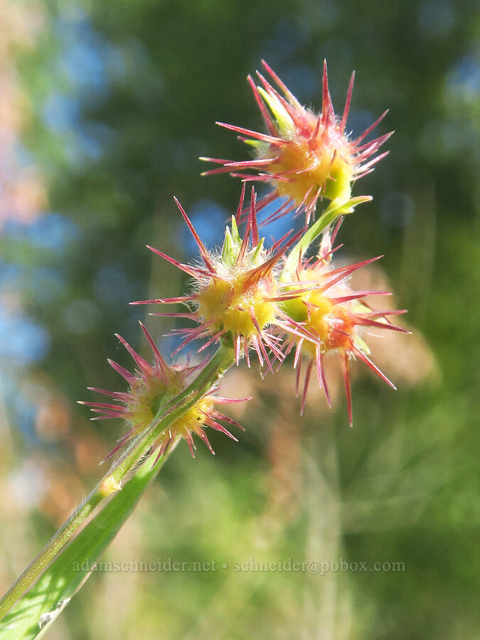 sand-bur (Cenchrus longispinus) [Rooster Rock State Park, Multnomah County, Oregon]
