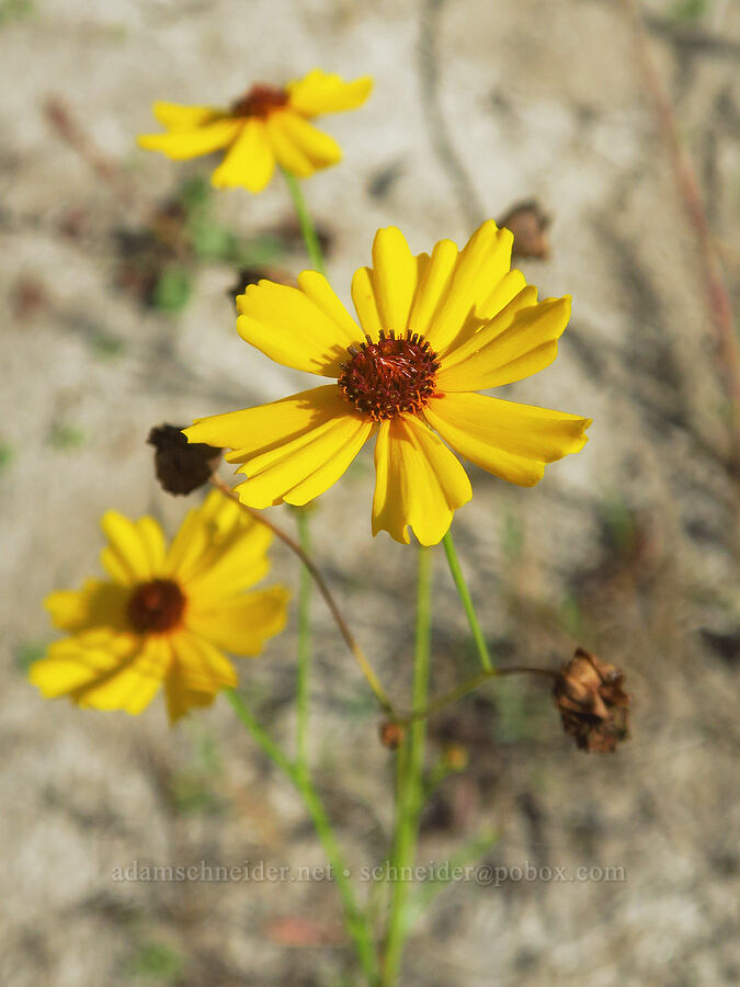 Columbia coreopsis (Coreopsis tinctoria (Coreopsis atkinsoniana)) [Rooster Rock State Park, Multnomah County, Oregon]