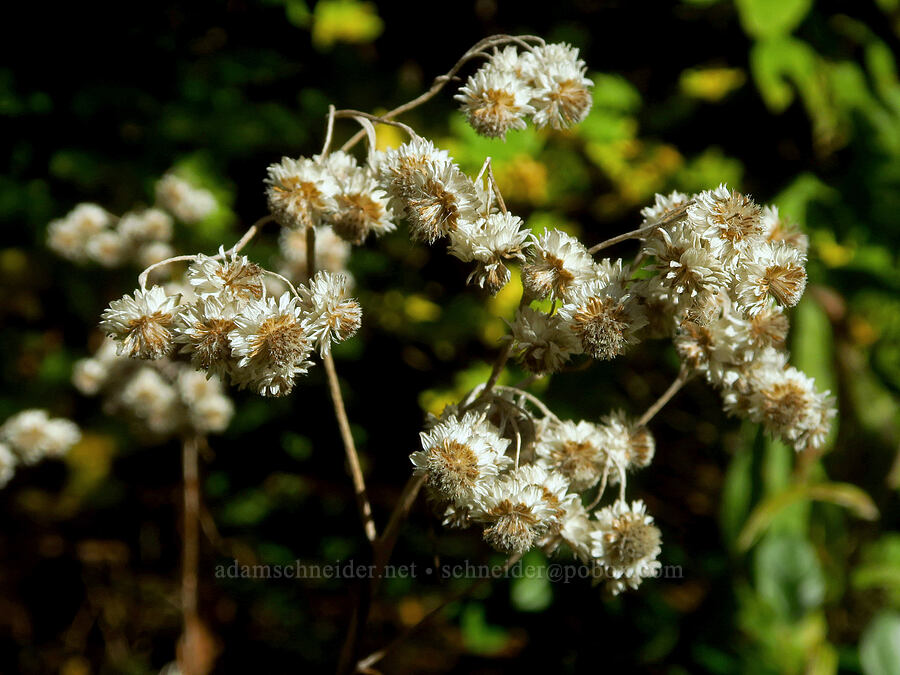 pearly everlasting. gone to seed (Anaphalis margaritacea) [Ape Cave Trailhead, Mt. St. Helens National Volcanic Monument, Skamania County, Washington]