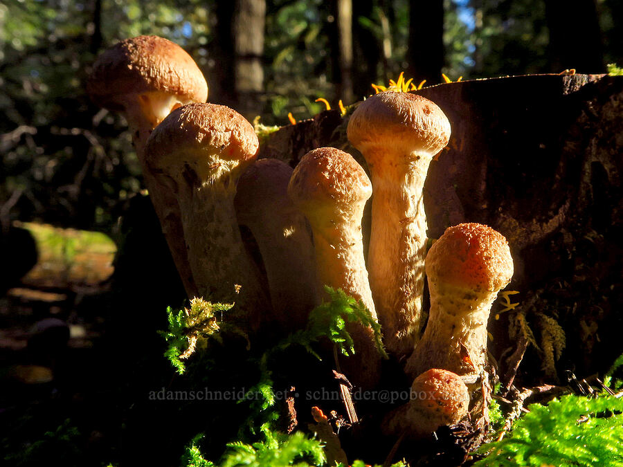 mushrooms with narrow heads [Ape Cave Trail, Mt. St. Helens National Volcanic Monument, Skamania County, Washington]