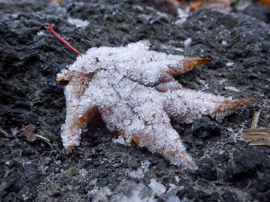 frosty vine maple leaf (Acer circinatum) [Ape Cave Trail, Mt. St. Helens National Volcanic Monument, Skamania County, Washington]
