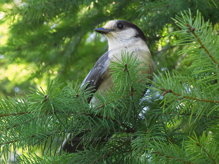 Canada jay (gray jay) (Perisoreus canadensis) [Ape Cave Trail, Mt. St. Helens National Volcanic Monument, Skamania County, Washington]