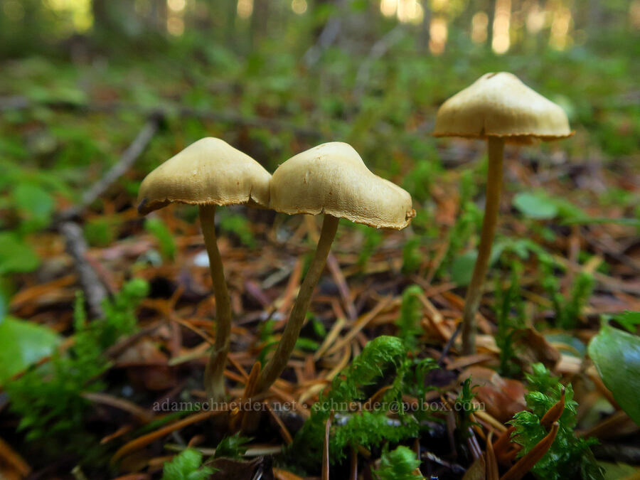 small beige mushrooms [Ape Cave Trail, Mt. St. Helens National Volcanic Monument, Skamania County, Washington]