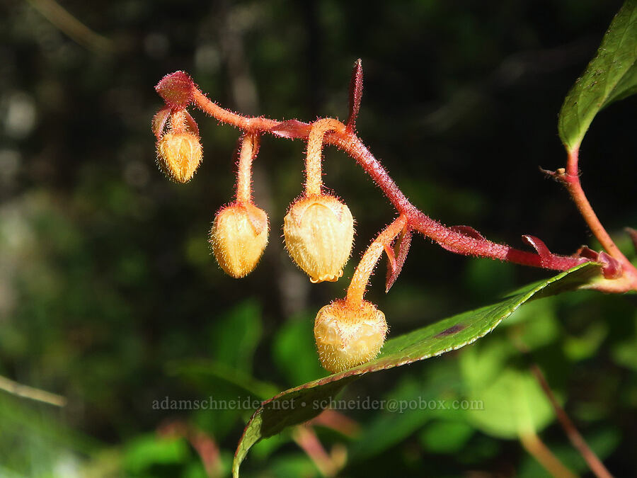 salal flowers (Gaultheria shallon) [Ape Cave Trail, Mt. St. Helens National Volcanic Monument, Skamania County, Washington]
