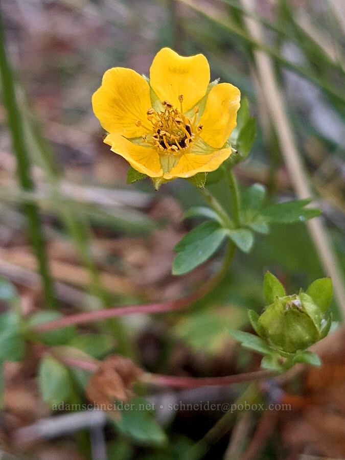 fan-leaf cinquefoil (Potentilla flabellifolia) [Three Creek Meadow, Three Sisters Wilderness, Deschutes County, Oregon]