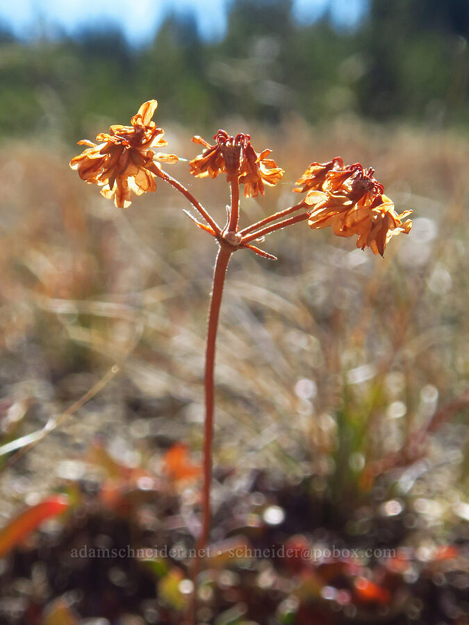 marum-leaf buckwheat (?), gone to seed (Eriogonum marifolium) [Tam McArthur Trail, Three Sisters Wilderness, Deschutes County, Oregon]