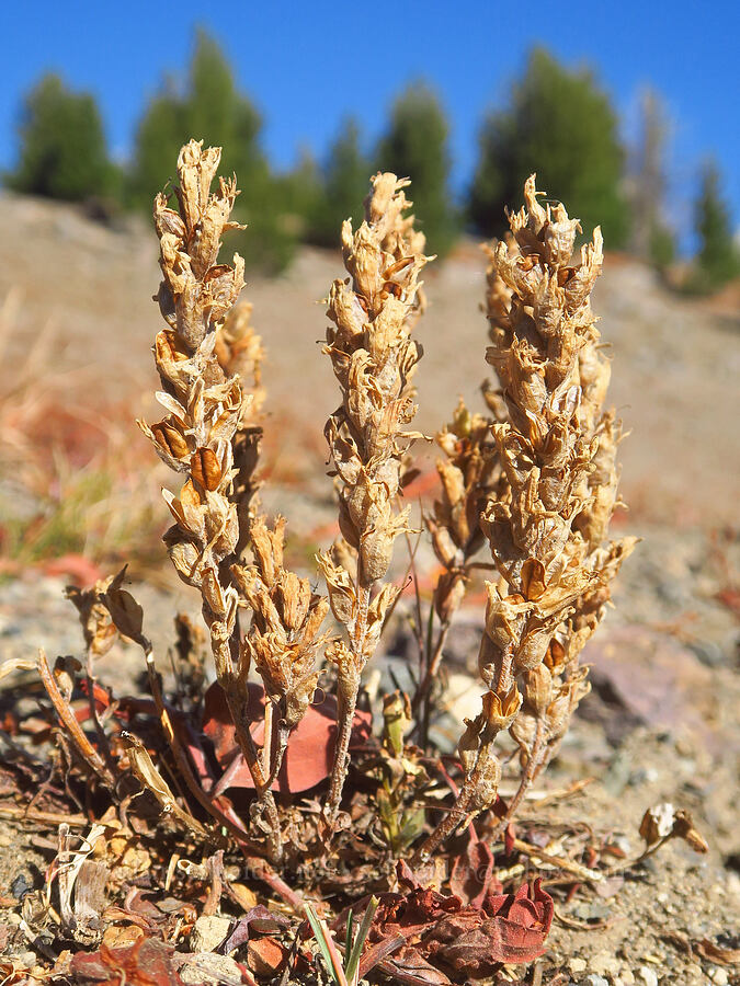 cobwebby paintbrush, gone to seed (Castilleja arachnoidea) [Tam McArthur Trail, Three Sisters Wilderness, Deschutes County, Oregon]
