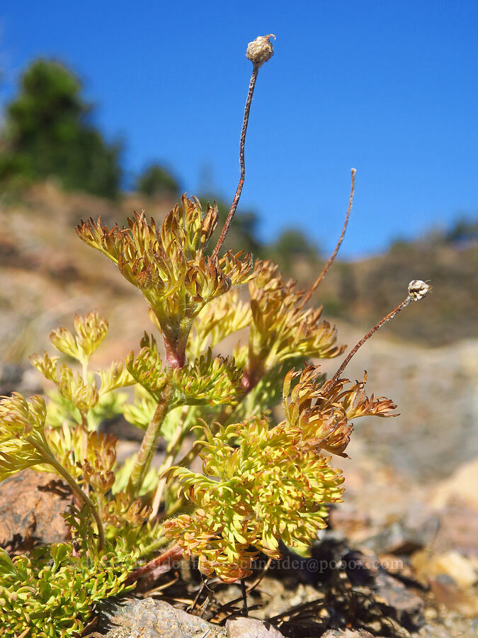 Drummond's anemone, gone to seed (Anemone drummondii) [Tam McArthur Trail, Three Sisters Wilderness, Deschutes County, Oregon]