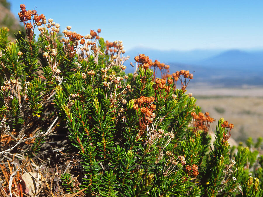 pink mountain heather, gone to seed (Phyllodoce empetriformis) [Tam McArthur Trail, Three Sisters Wilderness, Deschutes County, Oregon]