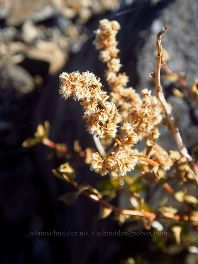 ocean-spray (rock spiraea), gone to seed (Holodiscus microphyllus var. glabrescens (Holodiscus discolor var. glabrescens)) [Tam McArthur Rim, Three Sisters Wilderness, Deschutes County, Oregon]