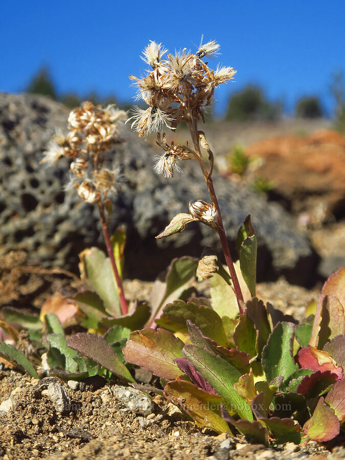 alpine goldenrod, gone to seed (Solidago simplex var. nana) [Tam McArthur Rim, Three Sisters Wilderness, Deschutes County, Oregon]