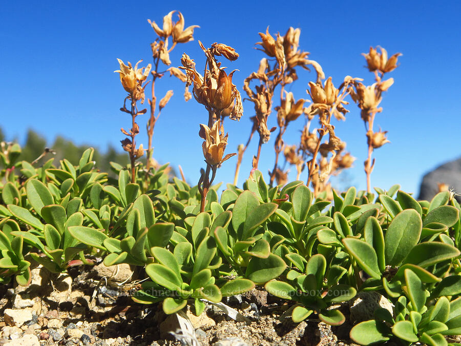 Davidson's penstemon, gone to seed (Penstemon davidsonii) [Tam McArthur Rim, Three Sisters Wilderness, Deschutes County, Oregon]