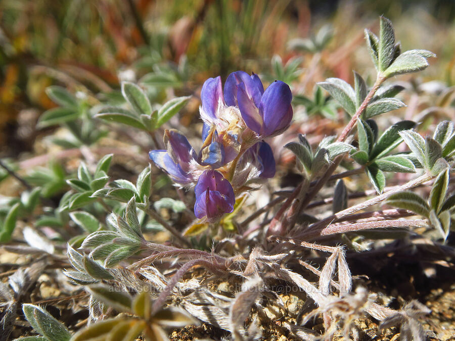 dwarf lupine (Lupinus lepidus var. lobbii) [Tam McArthur Rim, Three Sisters Wilderness, Deschutes County, Oregon]