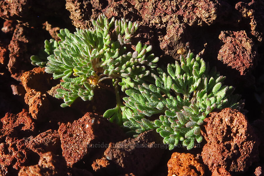 talus collomia leaves (Collomia larsenii) [east of Broken Top, Three Sisters Wilderness,  County, Oregon]