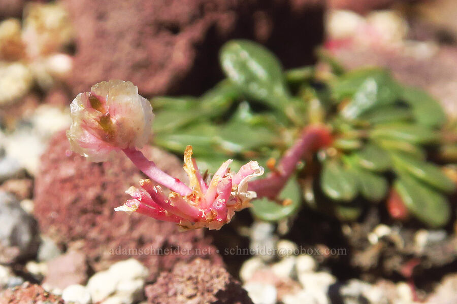 pussy-paws, going to seed (Calyptridium umbellatum (Cistanthe umbellata)) [east of Broken Top, Three Sisters Wilderness, Deschutes County, Oregon]