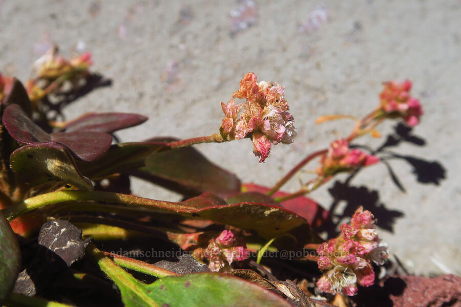 alpine buckwheat (Eriogonum pyrolifolium) [east of Broken Top, Three Sisters Wilderness, Deschutes County, Oregon]