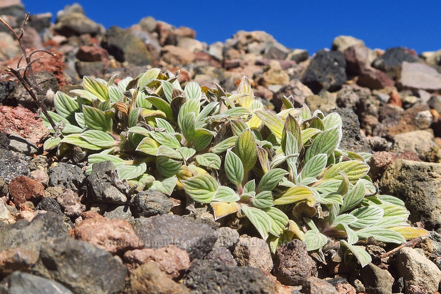 compact phacelia leaves (Phacelia hastata var. compacta (Phacelia frigida)) [east of Broken Top, Three Sisters Wilderness, Deschutes County, Oregon]