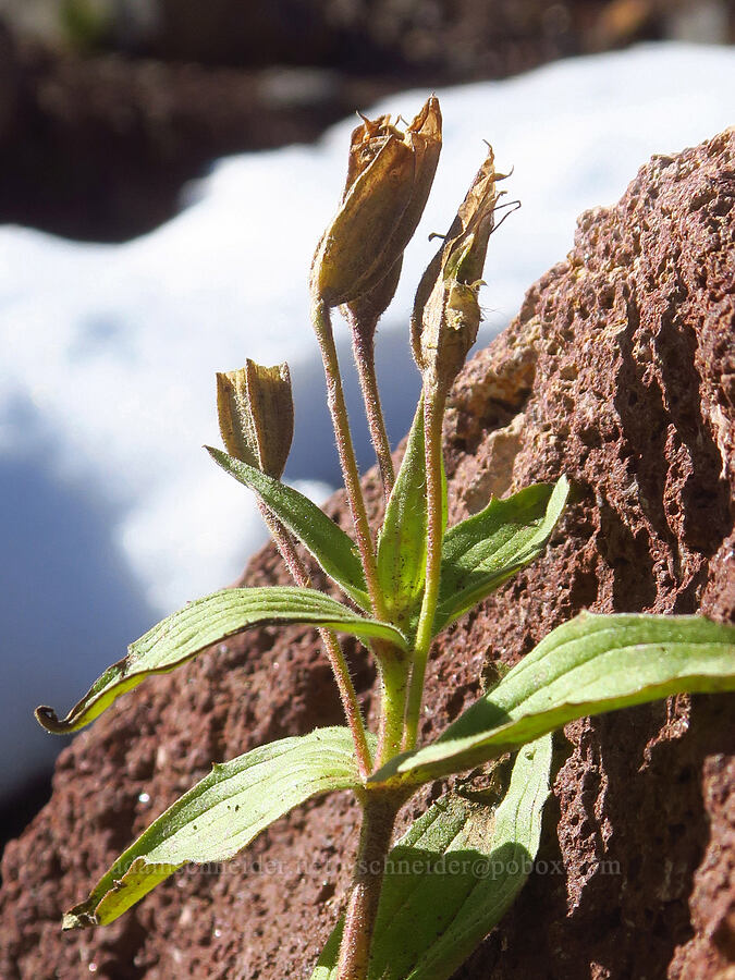 Lewis' monkeyflower, gone to seed (Erythranthe lewisii (Mimulus lewisii)) [No-Name Lake, Three Sisters Wilderness, Deschutes County, Oregon]