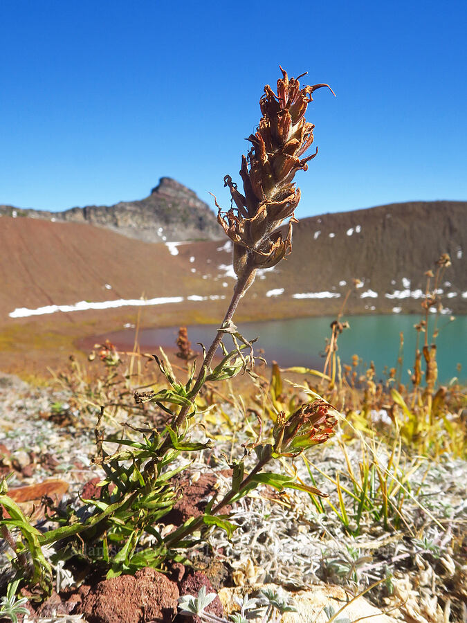 wavy-leaf paintbrush, going to seed (Castilleja applegatei var. applegatei) [No-Name Lake, Three Sisters Wilderness, Deschutes County, Oregon]
