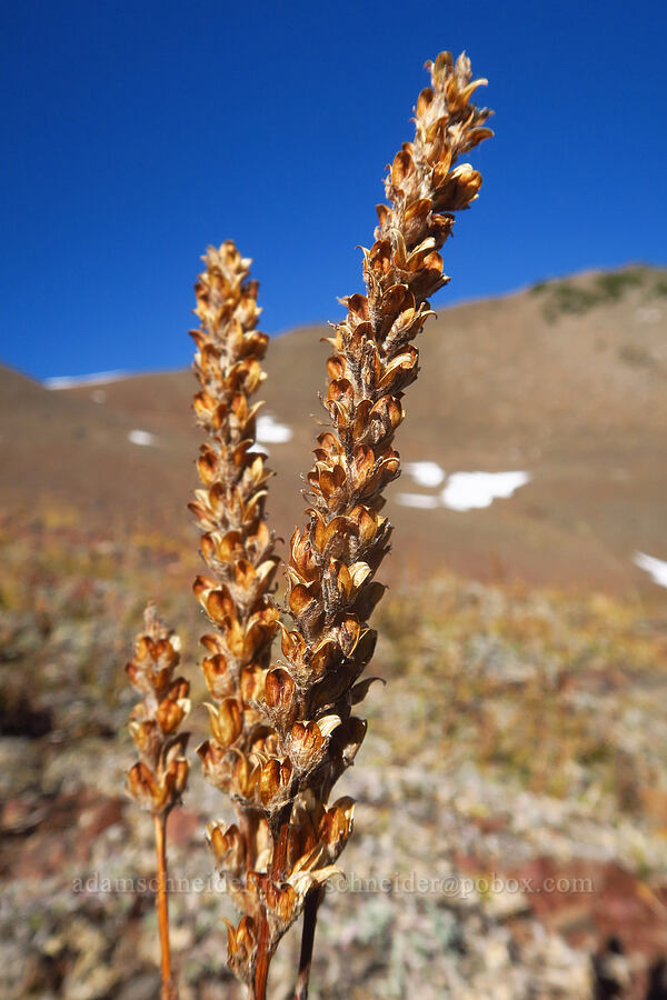 little elephant's-head lousewort, gone to seed (Pedicularis attollens) [No-Name Lake, Three Sisters Wilderness, Deschutes County, Oregon]
