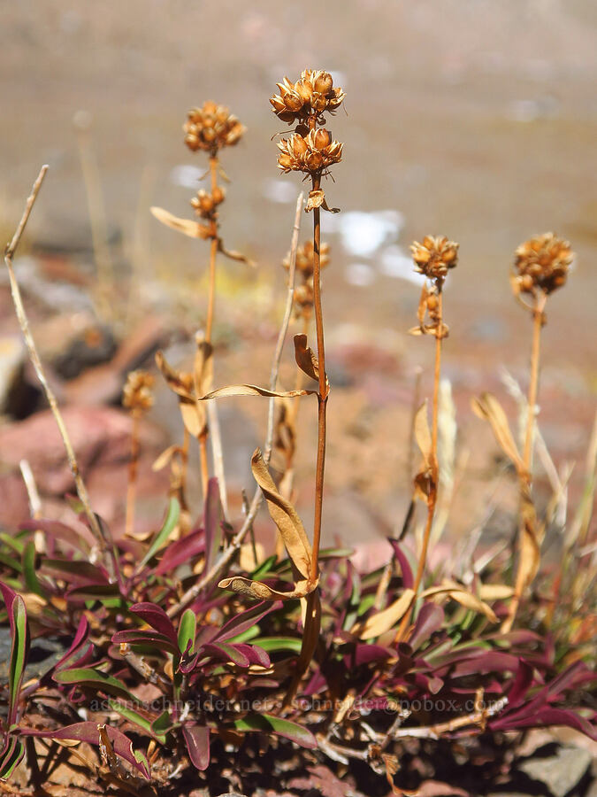small-flowered penstemon, gone to seed (Penstemon procerus) [No-Name Lake, Three Sisters Wilderness, Deschutes County, Oregon]