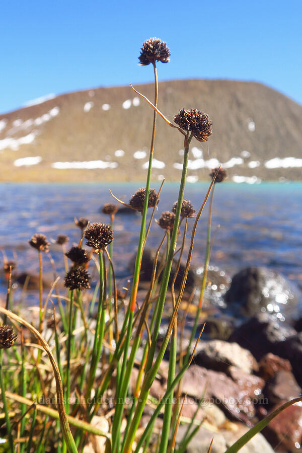 Mertens' rushes (Juncus mertensianus) [No-Name Lake, Three Sisters Wilderness, Deschutes County, Oregon]